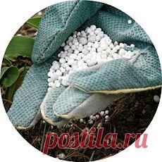 Уход за ягодными кустарниками. Как и чем удобрять ягодные кустарники? - butkolv@mail.ru - Почта Mail.Ru