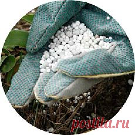 Уход за ягодными кустарниками. Как и чем удобрять ягодные кустарники? - butkolv@mail.ru - Почта Mail.Ru