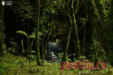 Пещера Светлячков На севере Новой Зеландии на острове Вакиато есть место, которое вы просто не имеете права не посетить. Это известняковые пещеры Вайтомо. Карстовые образования поистине удивительны своей неземной красотой. Сталактиты, сталагмиты и колонны впечатляют своей древностью. Как известно, чтобы...