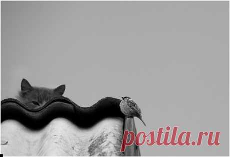 Кот и воробьи