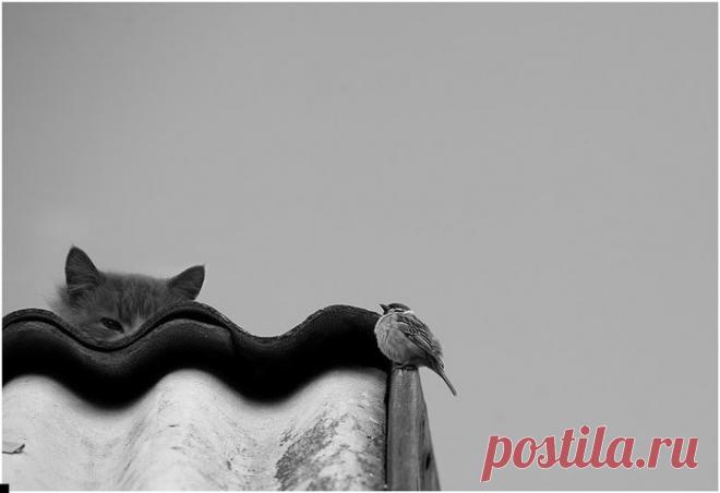 Кот и воробьи