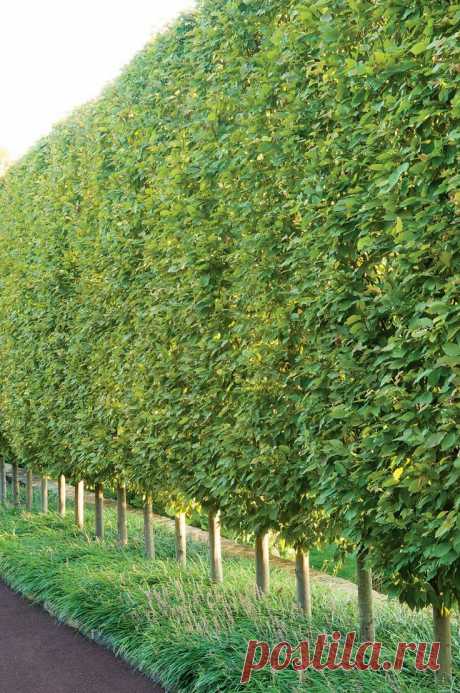 Найдено на сайте gardendesign.com.