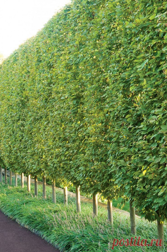 Найдено на сайте gardendesign.com.