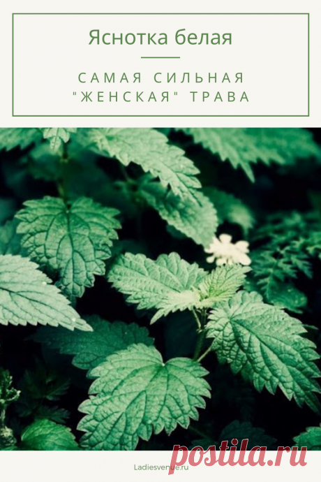 Сильная «женская» трава — яснотка белая — с чем помогает и как ее заваривать