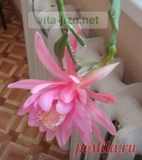 Уход за растениями: эпифиллум | vita-jizn.net
Уход за растениями напрямую зависит от вида растения. Чтобы зацвел суккулент, к которым относится эпифиллум, уход за растениями должен быть соответствующий.

В домашних условиях выращивают различные виды эпифиллума, среди них много гибридных.
Секреты,
 обеспечивающие цветение кактусов-орхидей...