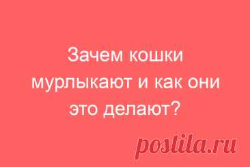 Зачем кошки мурлыкают и как они это делают?