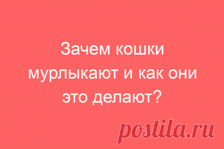 Зачем кошки мурлыкают и как они это делают?