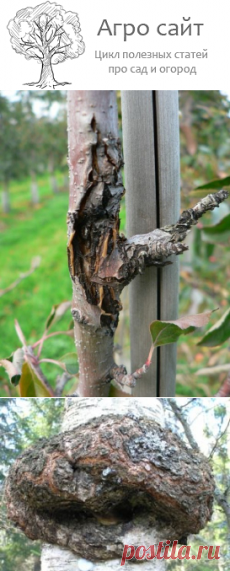 Черный рак плодовых деревьев - порожение коры у дерева фото