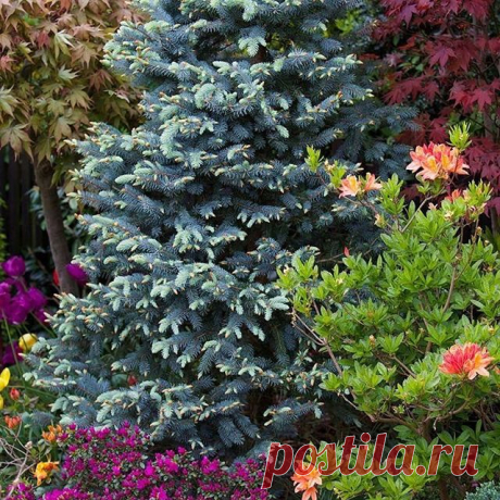 🏡Кто мечтает о голубой ели на участке, но стеснён классикой 6 соток?
Я!😅
.
Но есть же выход!
Карликовые и невысокие сорта🌲
.
👩‍💻Владельцам "малогабаритных" участков посвящается:
.
🌟'Глаука Глобоза’ - 'Glauca Globosa'
Очень широко используемая в озеленении и любима ландшафтными дизайнерами, владельцами участков.
Компактная, аккуратная, голубая карликовая форма ели колючей, которая вырастает обычно до 1 м👆 и до 1,5 м👉
.
🌟‘Монтгомери’ - 'Montgomery'
Карликовая, медле...