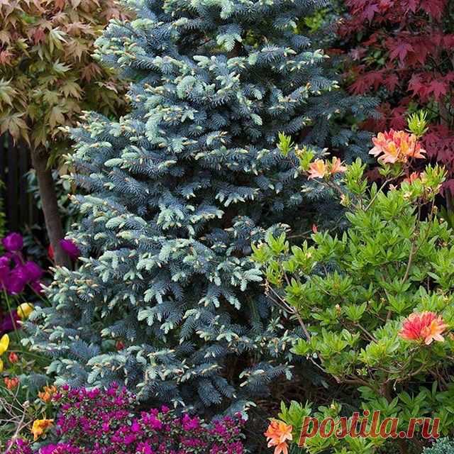 🏡Кто мечтает о голубой ели на участке, но стеснён классикой 6 соток?
Я!😅
.
Но есть же выход!
Карликовые и невысокие сорта🌲
.
👩‍💻Владельцам 