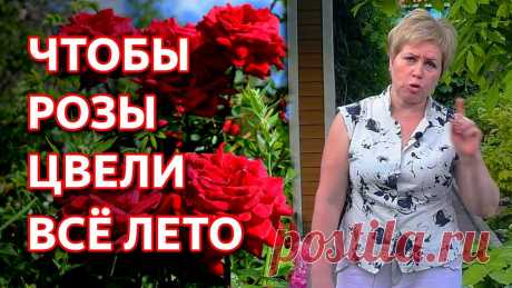 Сделайте это, чтобы розы цвели всё лето. Уход за розами в июне. Розы обретут новую силу и цветение будет в два, а то и в три раза интенсивнее! Этот метод рекомендован профессиональными садоводами, экспертами цветоводами. ...