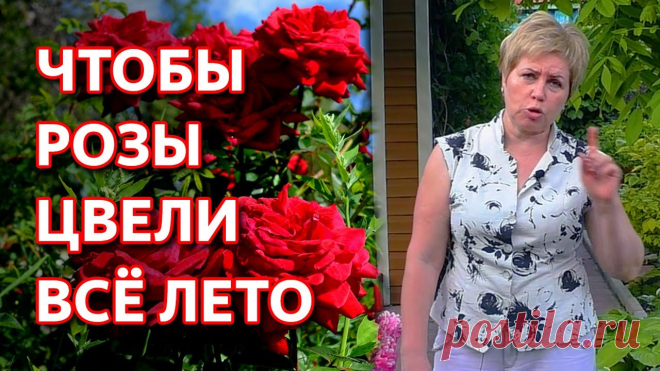 Сделайте это, чтобы розы цвели всё лето. Уход за розами в июне. Розы обретут новую силу и цветение будет в два, а то и в три раза интенсивнее! Этот метод рекомендован профессиональными садоводами, экспертами цветоводами. ...