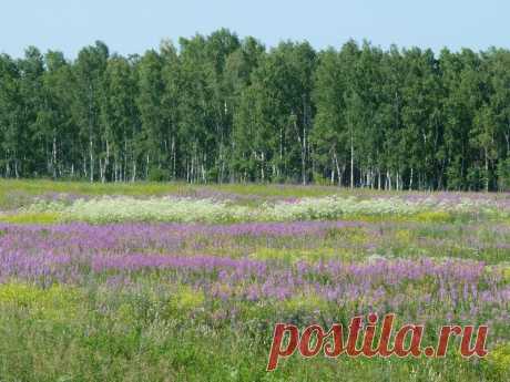 Иван-чай - природы дар!