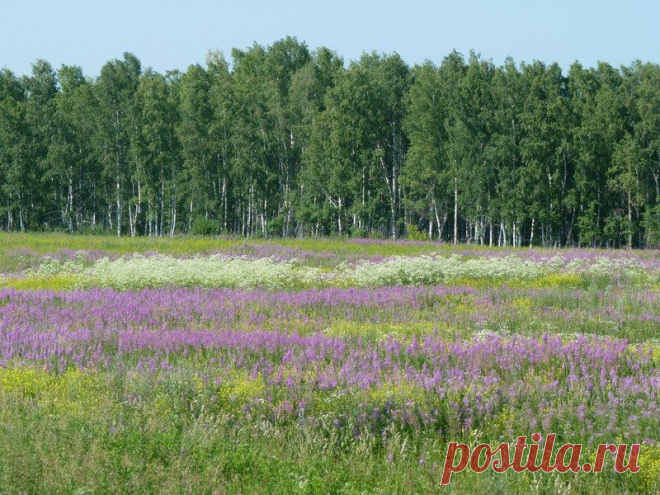 Иван-чай - природы дар!