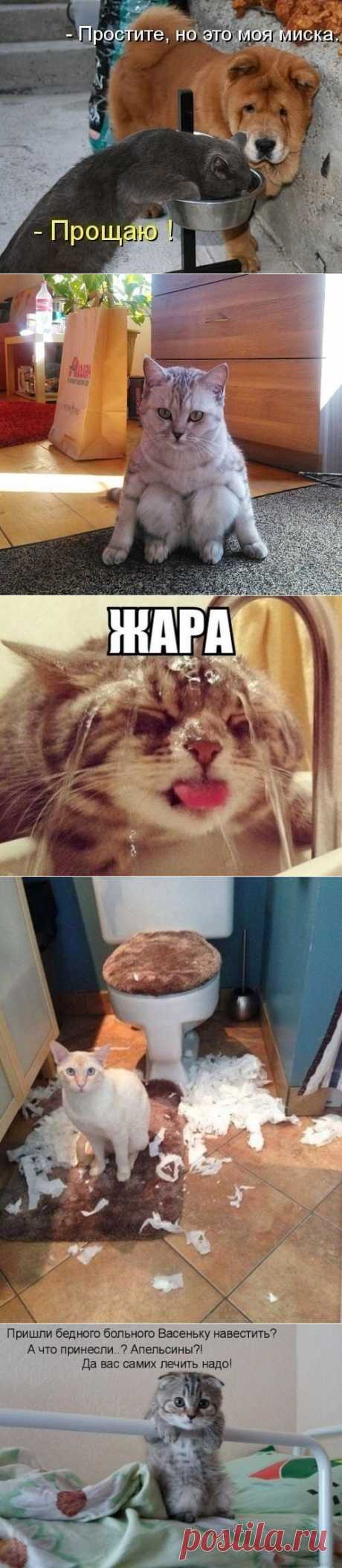 котики Поиск
