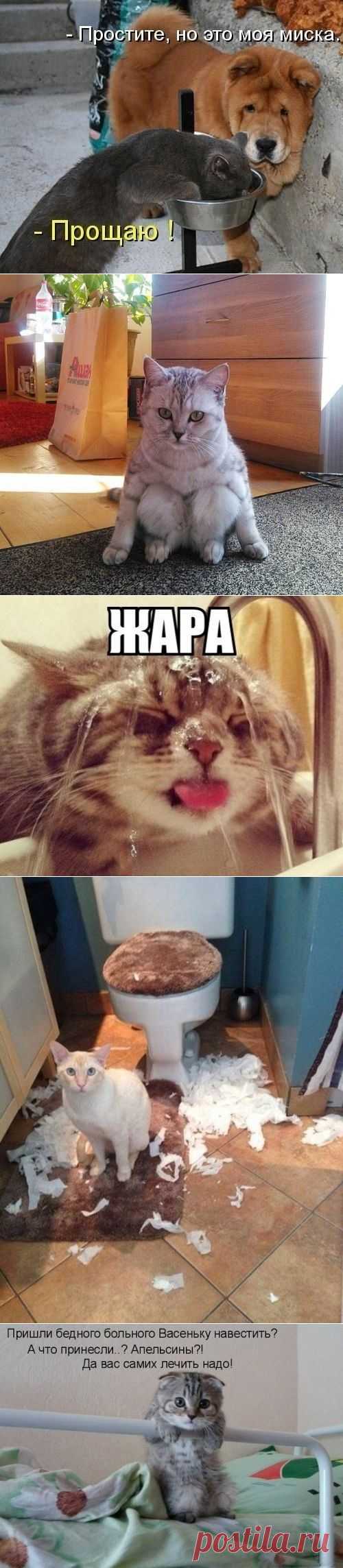 котики Поиск