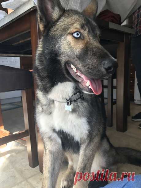 Метис хаски и немецкой овчарки - 62 фото - картинки: смотреть онлайн