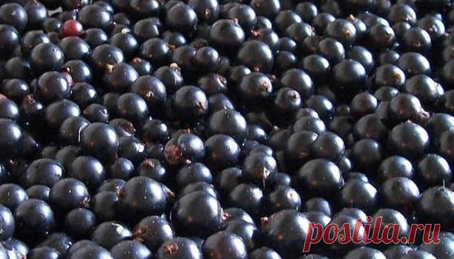 11 ЛЕЧЕБНЫХ СВОЙСТВ ЧЕРНОЙ СМОРОДИНЫ 


1. Черная смородина имеет очень важное свойство — она предотвращает онкологические заболевания и стоит на страже здоровья сердечно-сосудистой системы.
2. Кроме того, эта удивительная ягода препятст…
