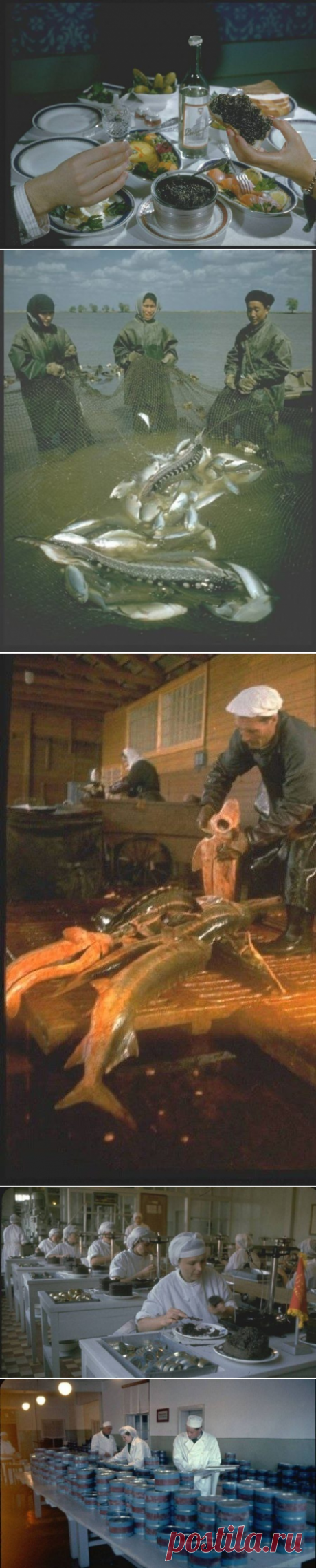 Добыча черной икры / Назад в СССР / Back in USSR
