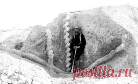 В 1891 году в штате Небраска были обнаружены крайне необычные витые колонны, уходившие глубоко в землю. Их прозвали штопорами дьявола – однако у тех, кто их сделал, вовсе не было копыт и рогов.