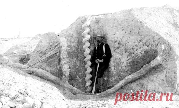 В 1891 году в штате Небраска были обнаружены крайне необычные витые колонны, уходившие глубоко в землю. Их прозвали штопорами дьявола – однако у тех, кто их сделал, вовсе не было копыт и рогов.