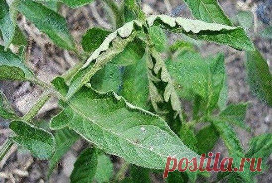 ЕСЛИ ЛИСТЬЯ НА ПОМИДОРАХ НАЧАЛИ СКРУЧИВАТЬСЯ
Сохраните к себе на стену, чтобы не потерять!
Причин сворачивания листьев у томатов очень много. Но по характеру скручивания можно точно угадать, чем мы не угодили высаженной рассаде.
Крутятся кверху «лодочкой»
Тут всего два виновника:
1. Картофельная тля, которая сидит на стеблях и, несмотря на мелкие размеры, скручивает листву кверху. Справиться с ней сложности не составит – опрыскайте помидоры любым препаратом от колорадского жука: Танрег, Конф