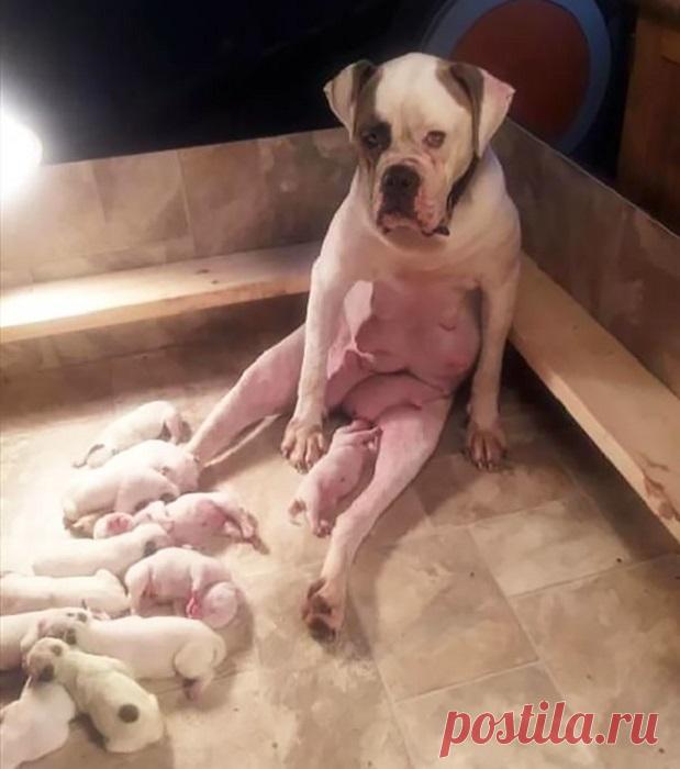 Такие заботливые мамы: Фотографии животных, которые немного устали от своих детёнышей