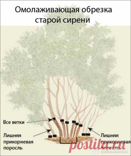 обрезка сирени