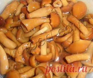 РЕЦЕПТЫ | Как проверить грибы перед консервацией
