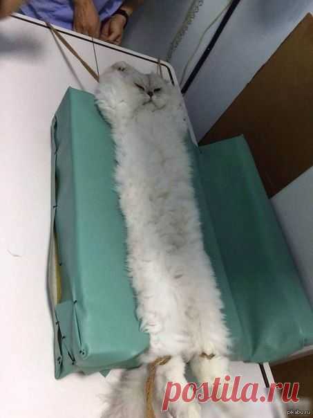 Бедный котик!Новости