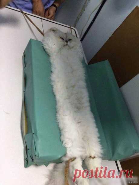 Бедный котик!Новости