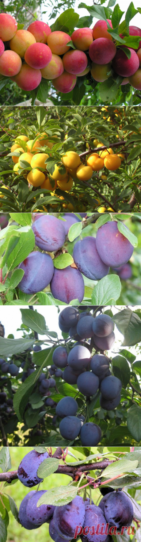 Слива сорта для Подмосковья Урала и Сибири описание