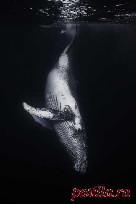 Киты в потрясающих подводных фотографиях Gaby Barathieu.