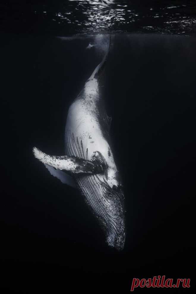 Киты в потрясающих подводных фотографиях Gaby Barathieu.