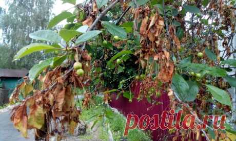 Монилиоз вишни. Начните спасать деревья сегодня, чтобы не стало поздно завтра! | Любимая Дача | Яндекс Дзен