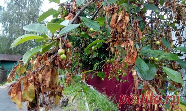 Монилиоз вишни. Начните спасать деревья сегодня, чтобы не стало поздно завтра! | Любимая Дача | Яндекс Дзен