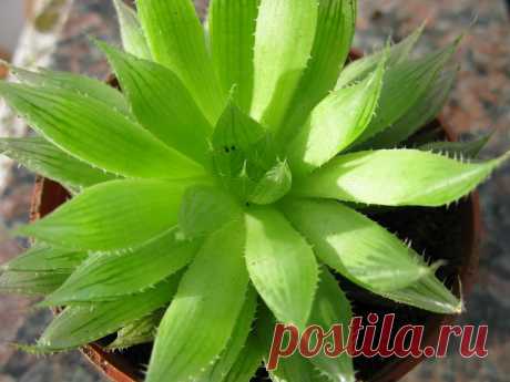 haworthia cooperii Explore mnovela2293's photos on Flickr. mnovela2293 has uploaded 5137 photos to Flickr.