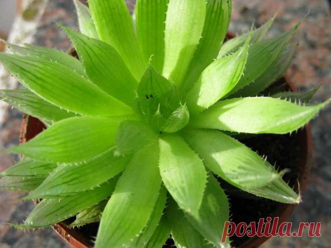 haworthia cooperii Explore mnovela2293's photos on Flickr. mnovela2293 has uploaded 5137 photos to Flickr.