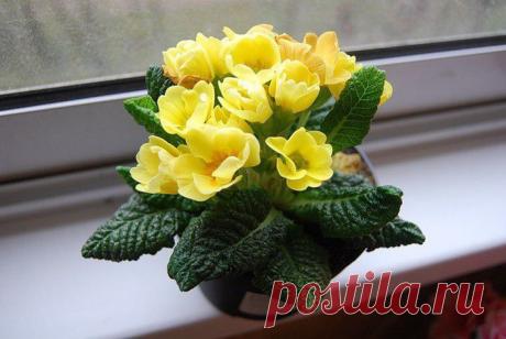 КОМНАТНАЯ ПРИМУЛА. ПРАВИЛЬНЫЙ УХОД..