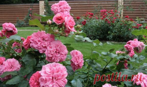 Проблемы в выращивании роз: ищите слабое звено!
