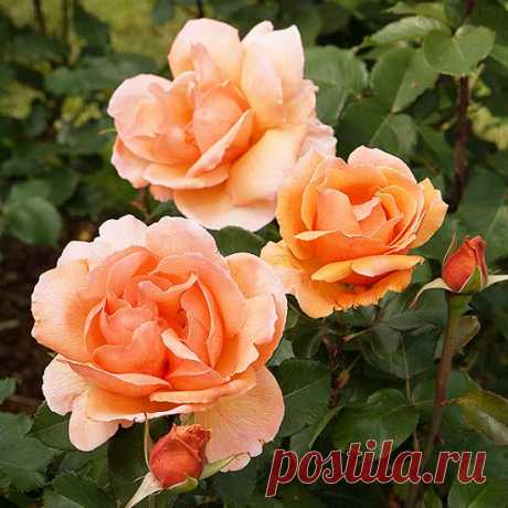 The Most Fragrant Roses for Your Garden  Fill your garden with sweet scents and beautiful blooms with these amazingly fragrant flowers.