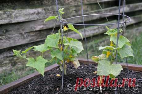 Уход за огурцами в открытом грунте