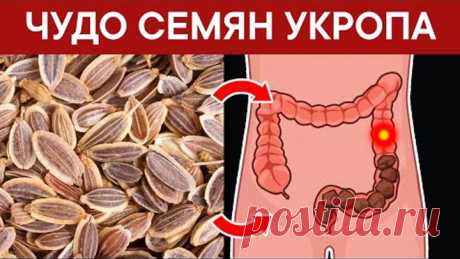 С помощью СЕМЯН УКРОПА избавилась от 20 недугов. Не ожидала такого!