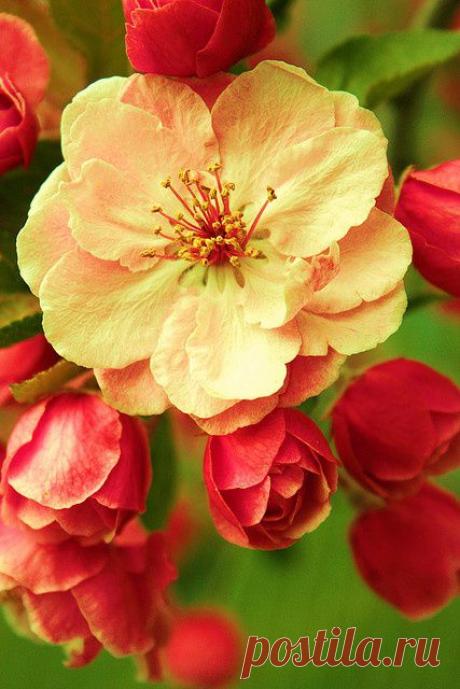 Solange Maciel Branco приколол(а) это к доске Flores