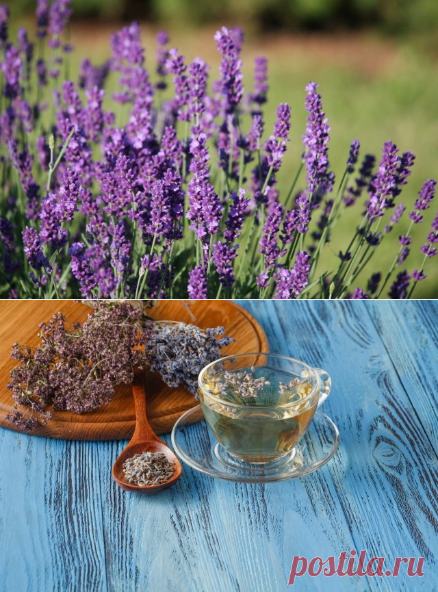 Лаванда лекарственная (Lavandula officinalis)
