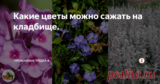 Какие цветы можно сажать на кладбище. Хотела бы сегодня поговорить о том: какие цветы лучше всего подойдут для кладбища.