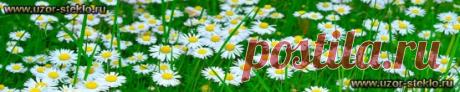 Панорамы для "фартуков на кухню" - Тематика : Ромашки