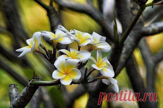 "Я попросил дерево: расскажи мне о Боге... И оно зацвело". 
Рабиндранат Тагор.