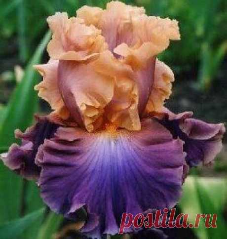хх