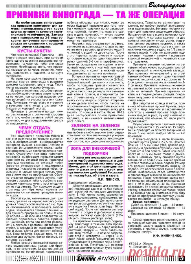 Прививки винограда - та же операция. Зола для внекорневой подкормки винограда
